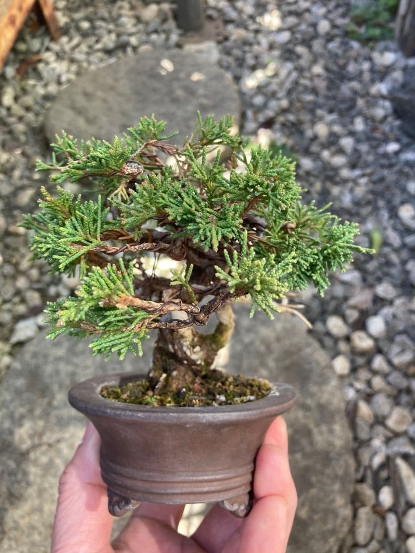 盆栽　小品盆栽　ミニ盆栽　真柏