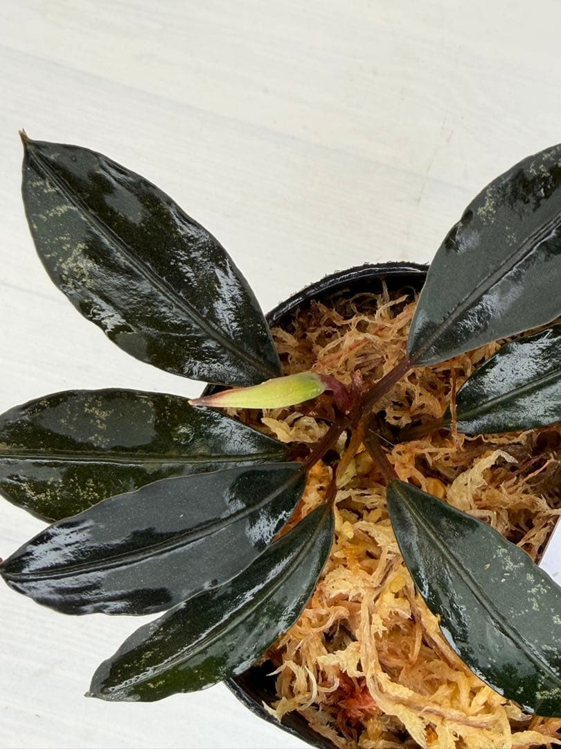 紫*ン様 ⭐︎ブセファランドラ モトレィアーナ黒青赤軸絶品個体①パダワン　根伏せ