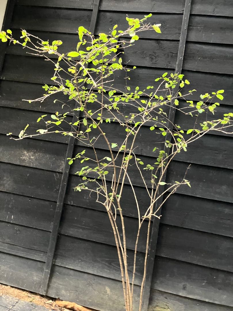 90 山採り　ウグイスカグラ