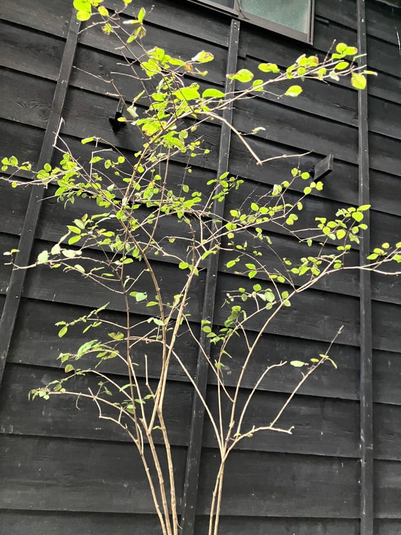 90 山採り　ウグイスカグラ