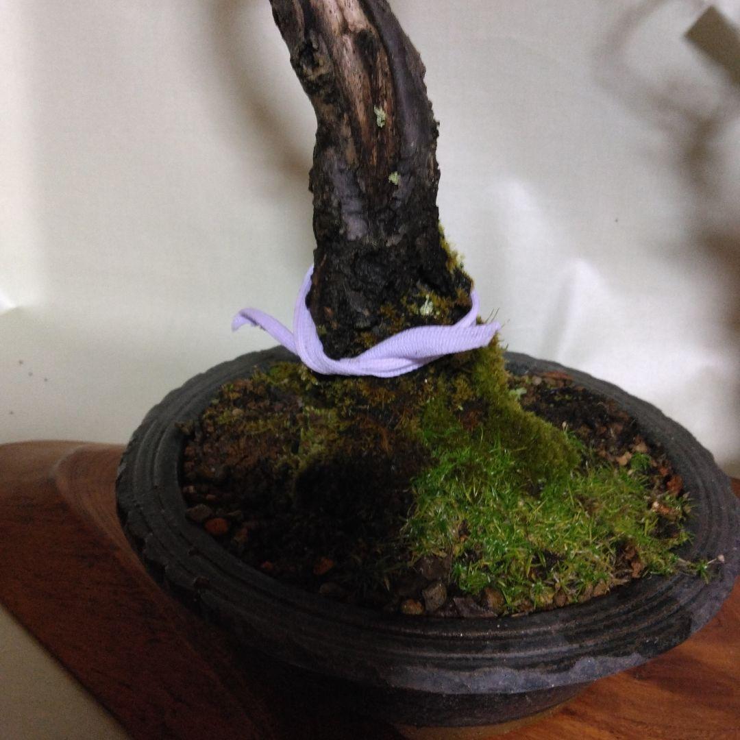 紅白梅盆栽セット黒松盆栽、五葉松盆栽、しんぱく盆栽、赤松盆栽 野梅盆栽