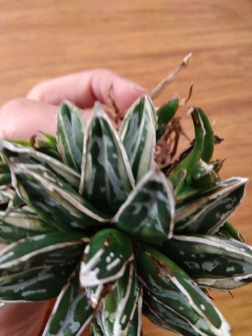 アガベ　姫笹の雪　白覆輪斑　親株＋子株6株つき❗　③