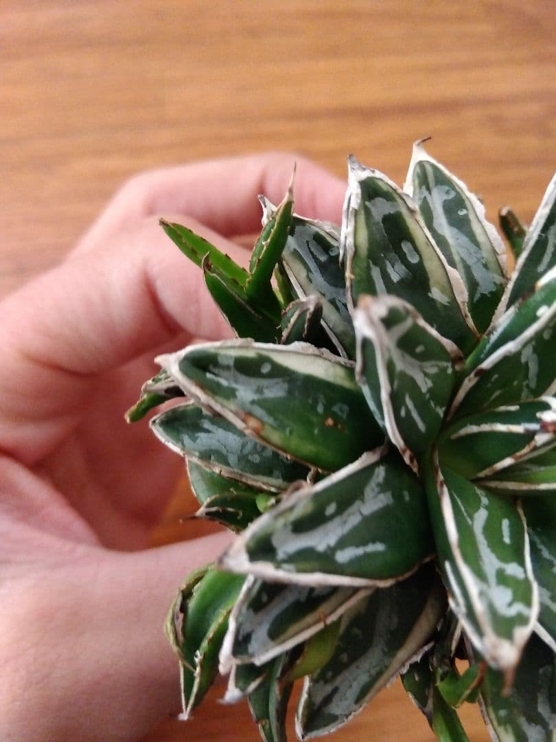 アガベ　姫笹の雪　白覆輪斑　親株＋子株6株つき❗　③