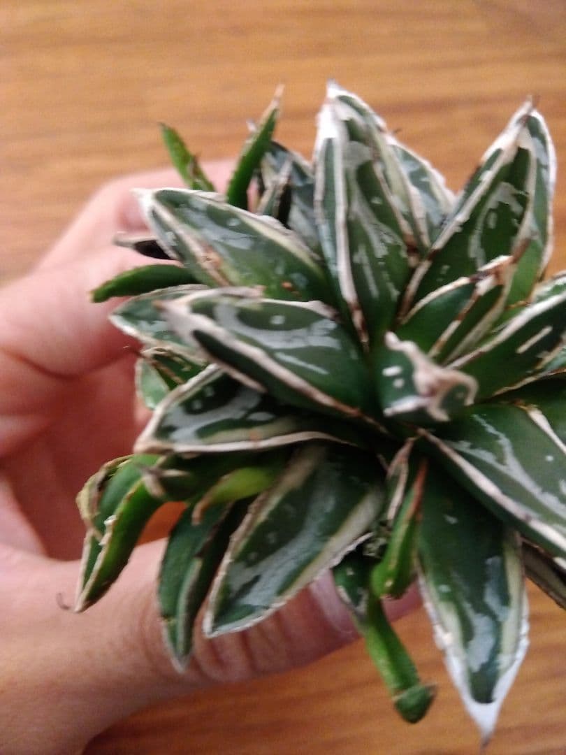 アガベ　姫笹の雪　白覆輪斑　親株＋子株6株つき❗　③