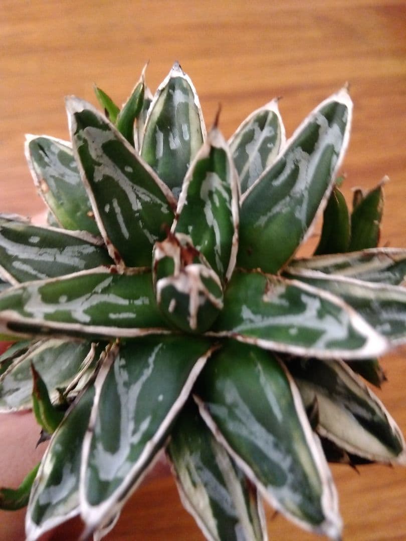 アガベ　姫笹の雪　白覆輪斑　親株＋子株6株つき❗　③