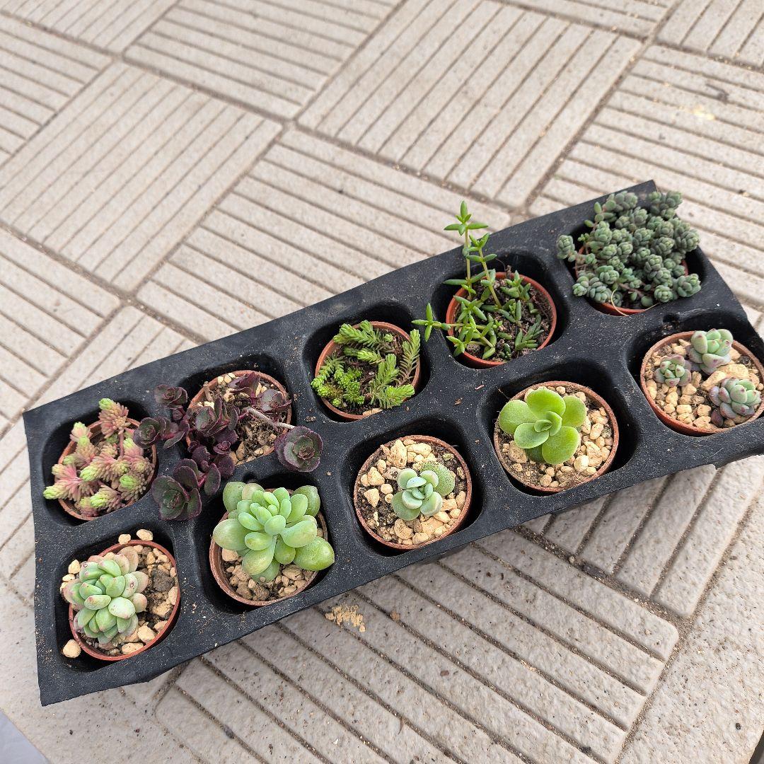 ♢多肉植物 ミニ苗10種類セット♢