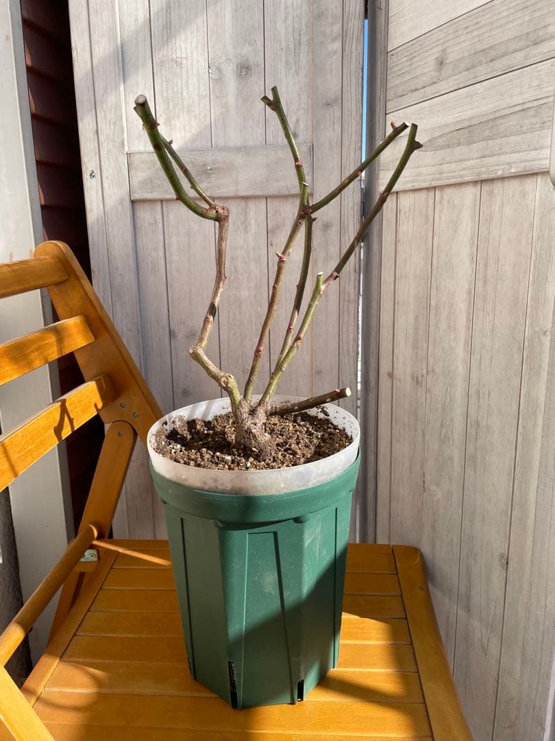 ウィンディーネ バラ　6号大苗　ロサオリエンティス