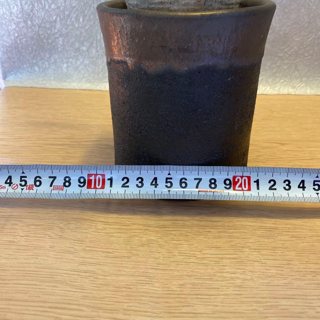 グラキリス多頭 美株 現地球