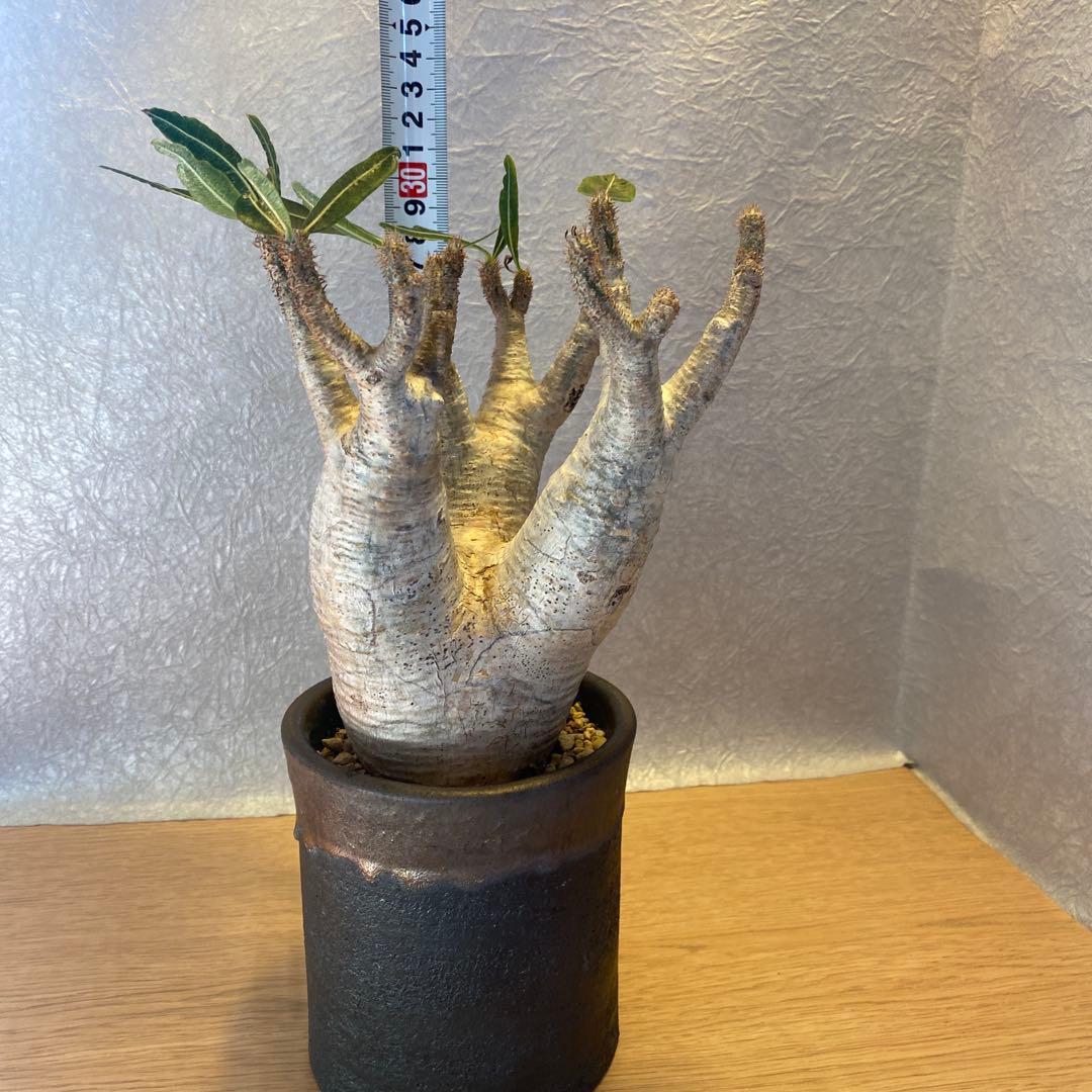 グラキリス多頭 美株 現地球