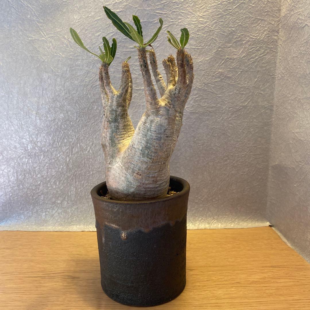 グラキリス多頭 美株 現地球