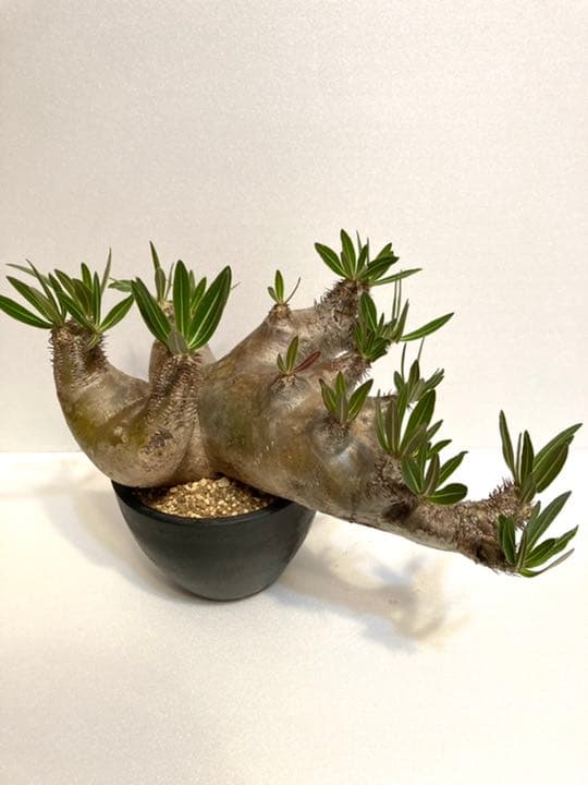 パキポディウム イノピナツム