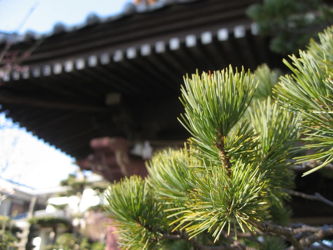 実写美⭕️良品【動作確認済】Canon IXY DIGITAL 800IS