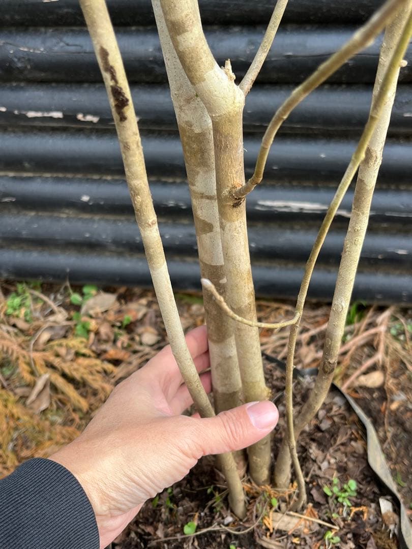 山採り天然　アオダモ　５本株立ち　4