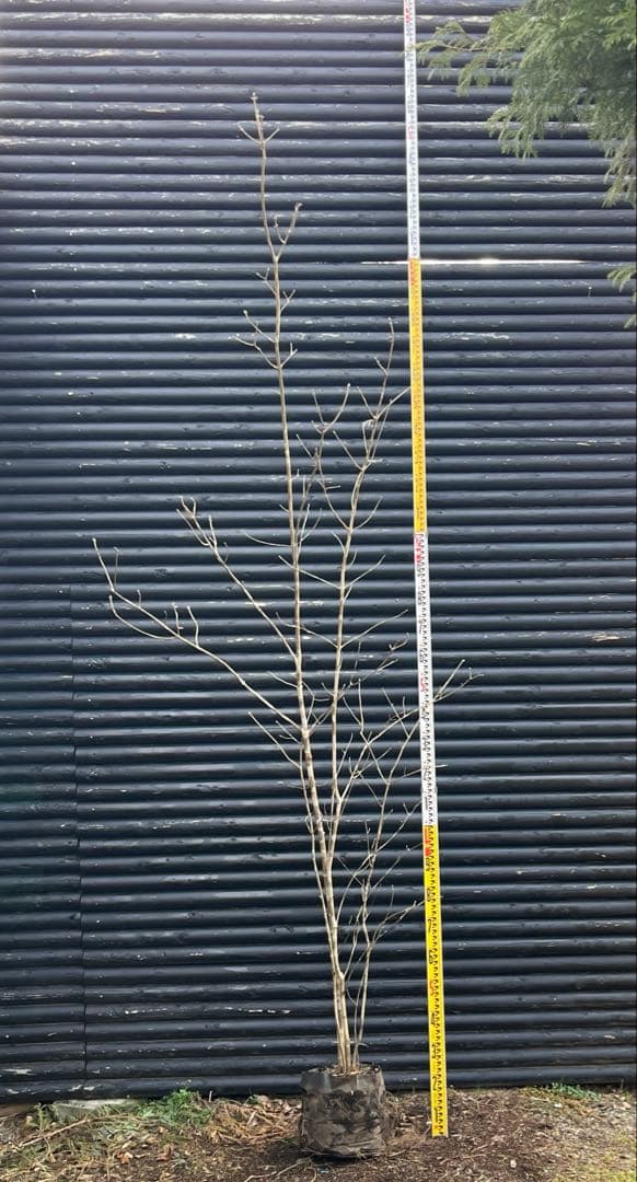 山採り天然　アオダモ　５本株立ち　4