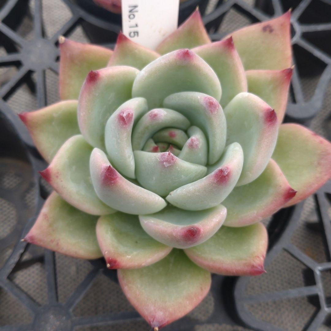 クロロさん専用