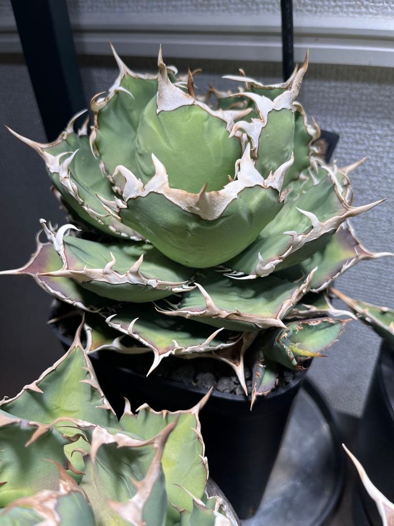 Agave Titanota ‘White hawk’ ホワイトホーク　親株