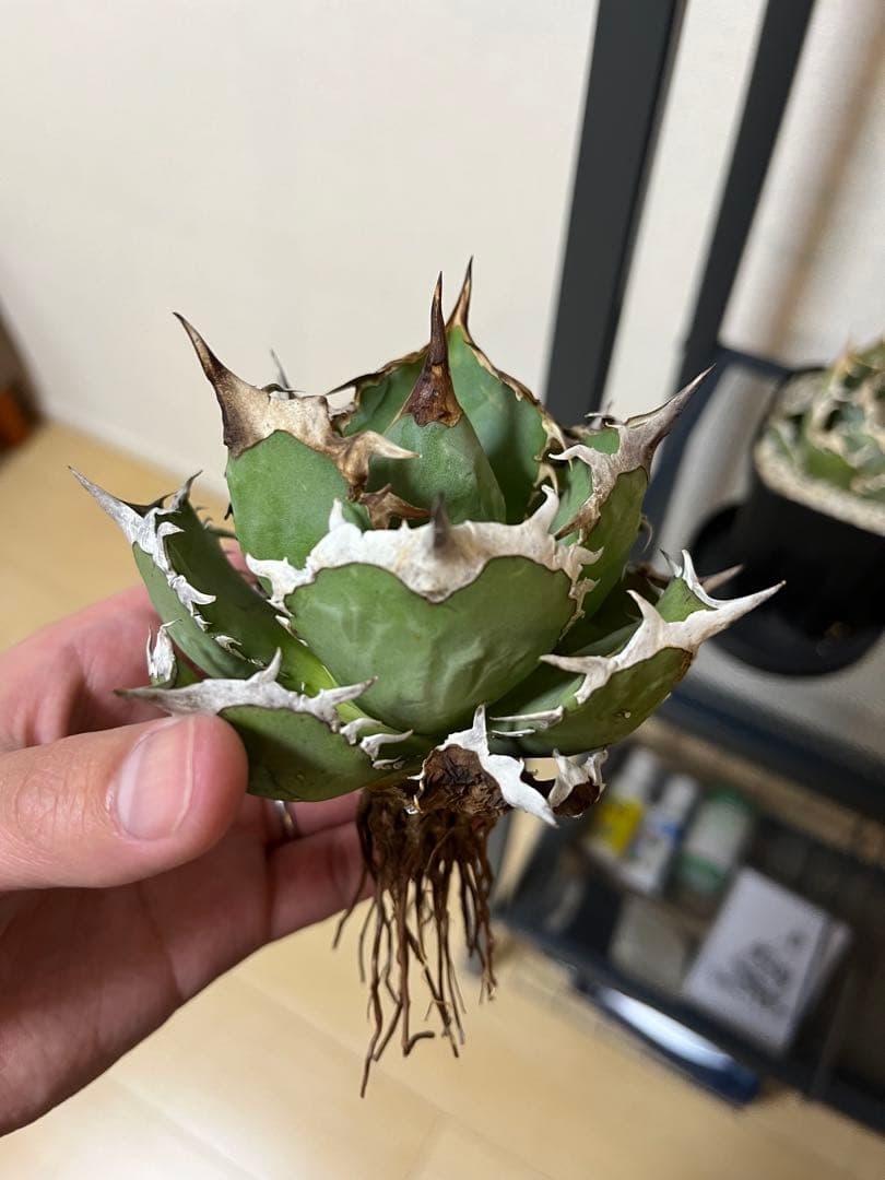 Agave Titanota ‘White hawk’ ホワイトホーク　親株