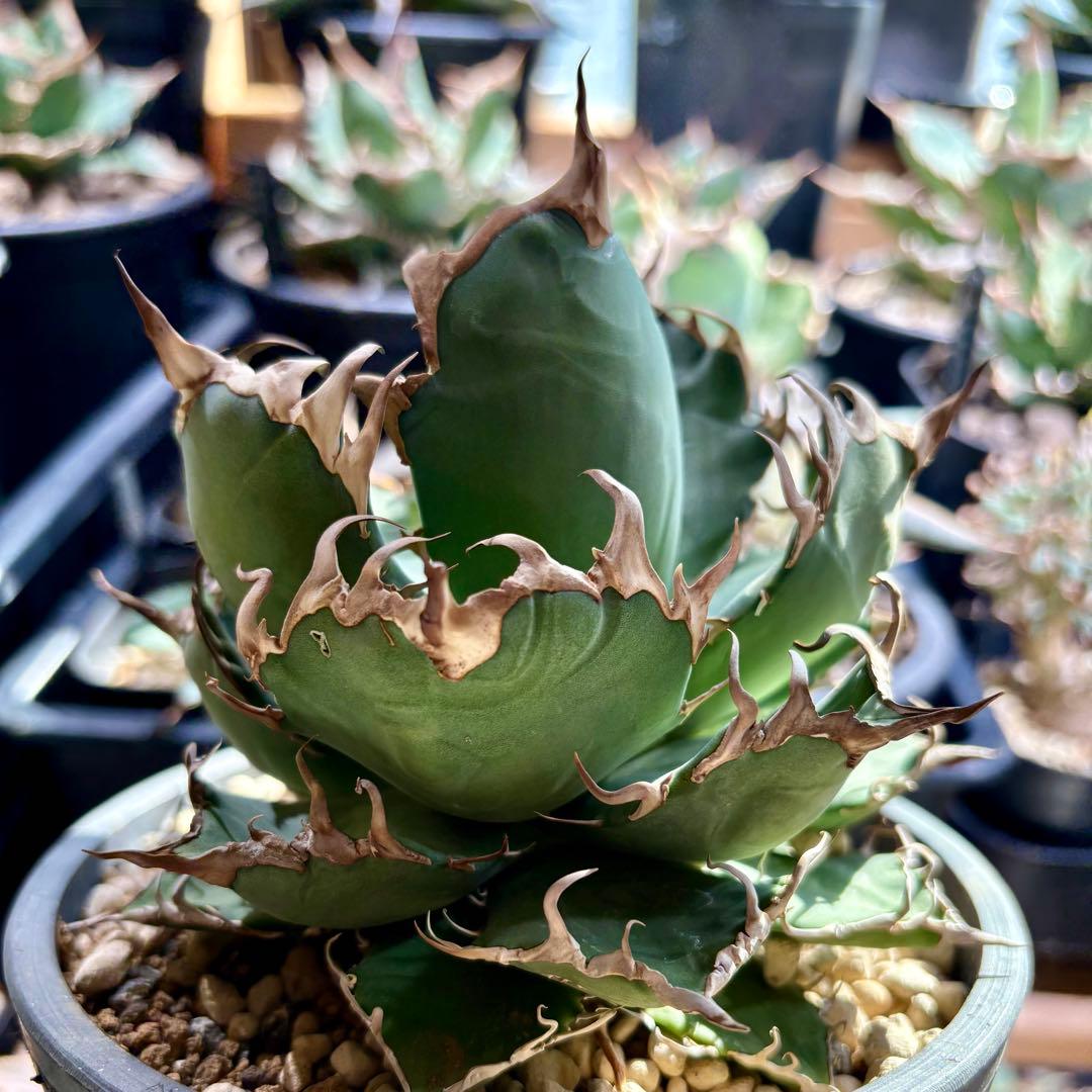 アガベ オアハカオテロイ　　TC アリゾナ産　直径約15センチ　中株
