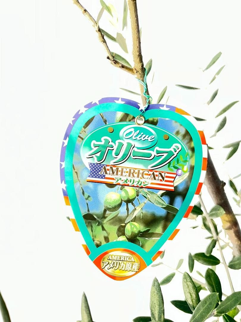 オリーブの木　アメリカン　5号　約65cm　NO.841　希少品種　現品掲載