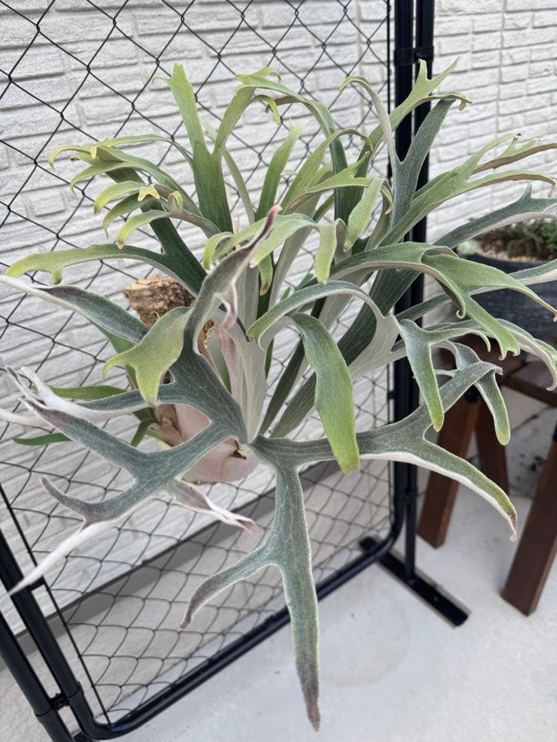 ビカクシダ P.veitchii Auburn  ベイチー AR子株