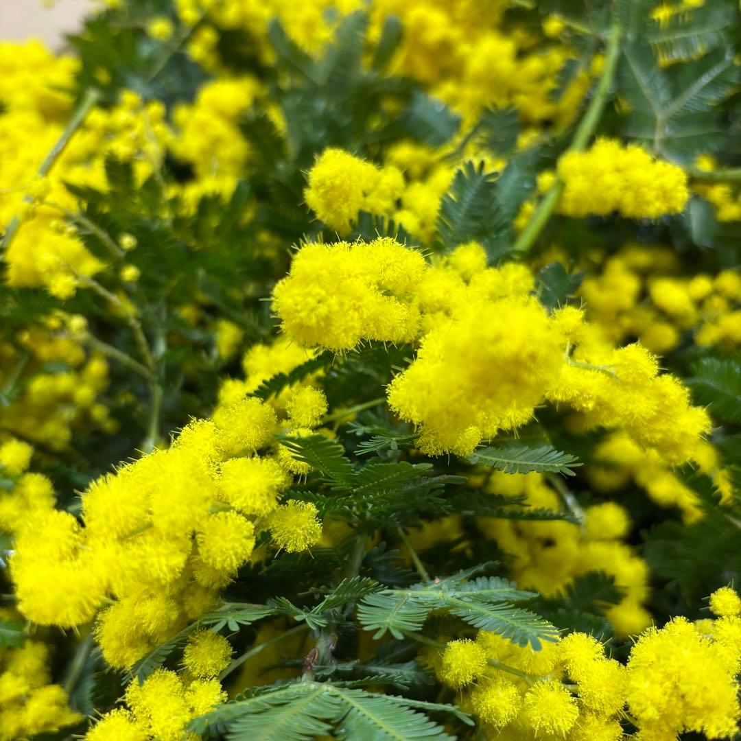 銀葉アカシア　チャッピーさま専用