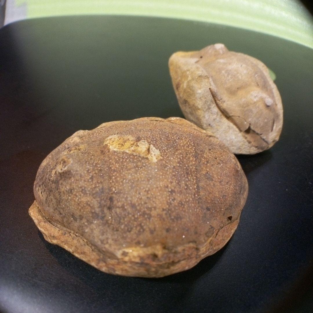 三葉虫　化石　fossil　ボリビア産　レア　Fossil識別②　２個セット