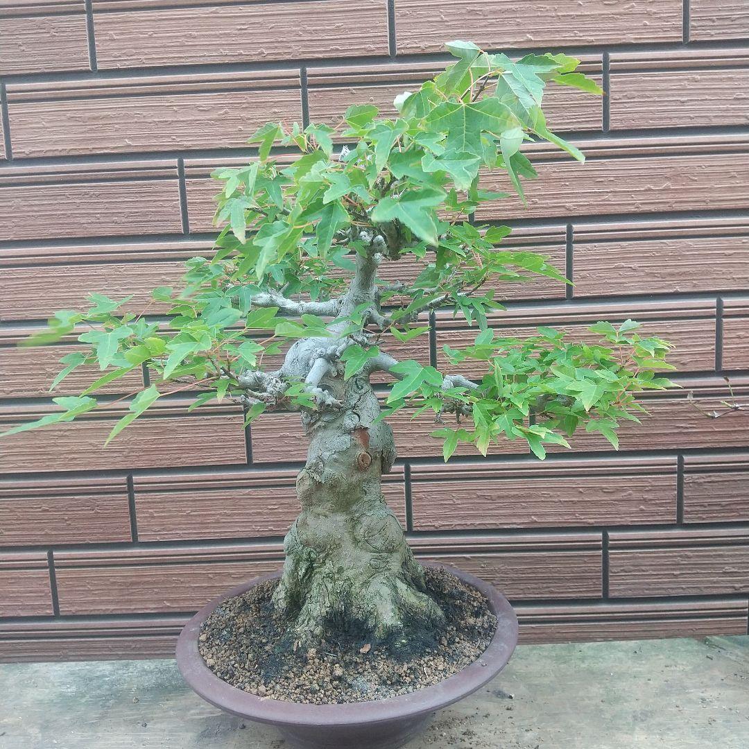 ※盆栽カエデ/中品盆栽/足元の根張と太く曲がった極太幹の盆栽(落葉しました)