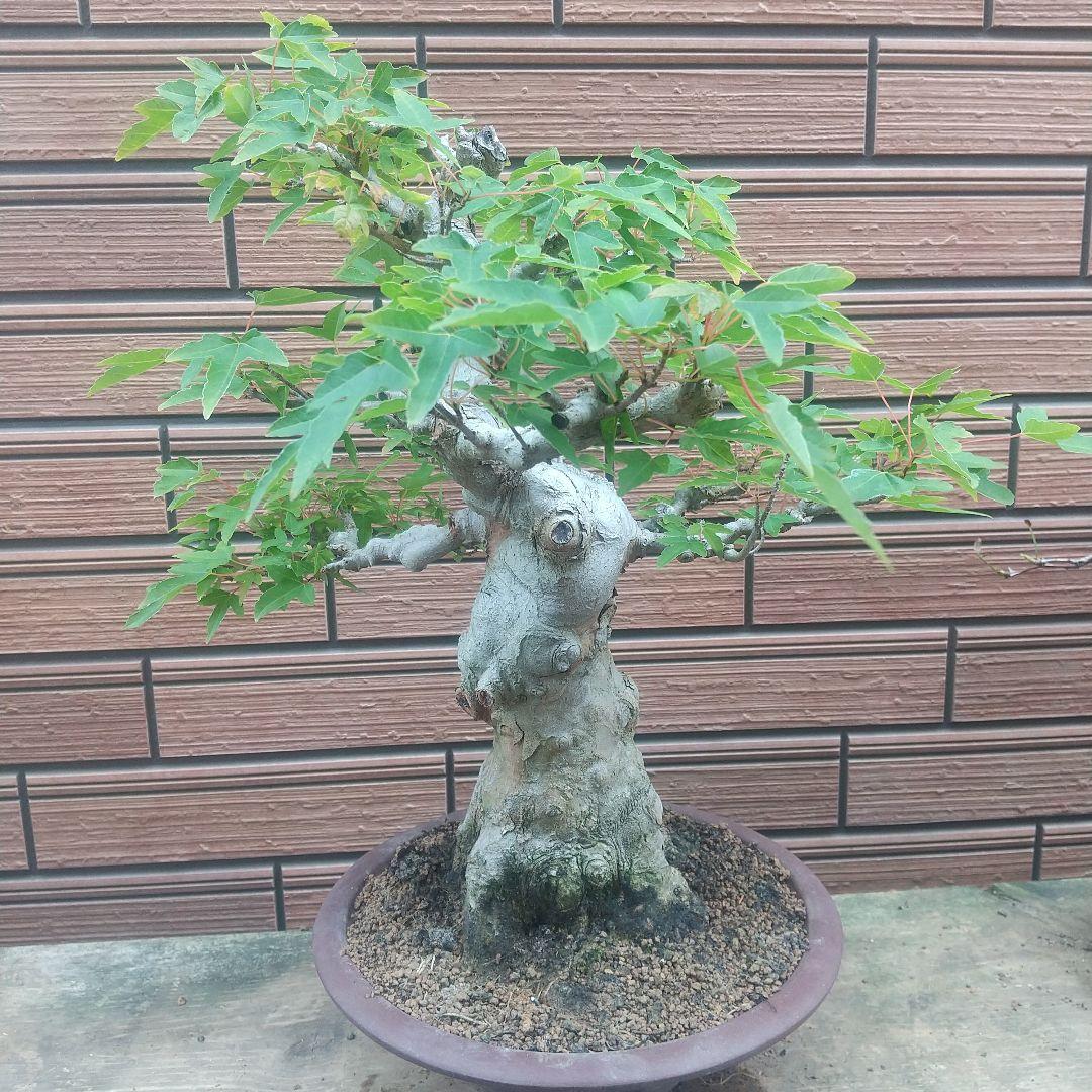 ※盆栽カエデ/中品盆栽/足元の根張と太く曲がった極太幹の盆栽(落葉しました)