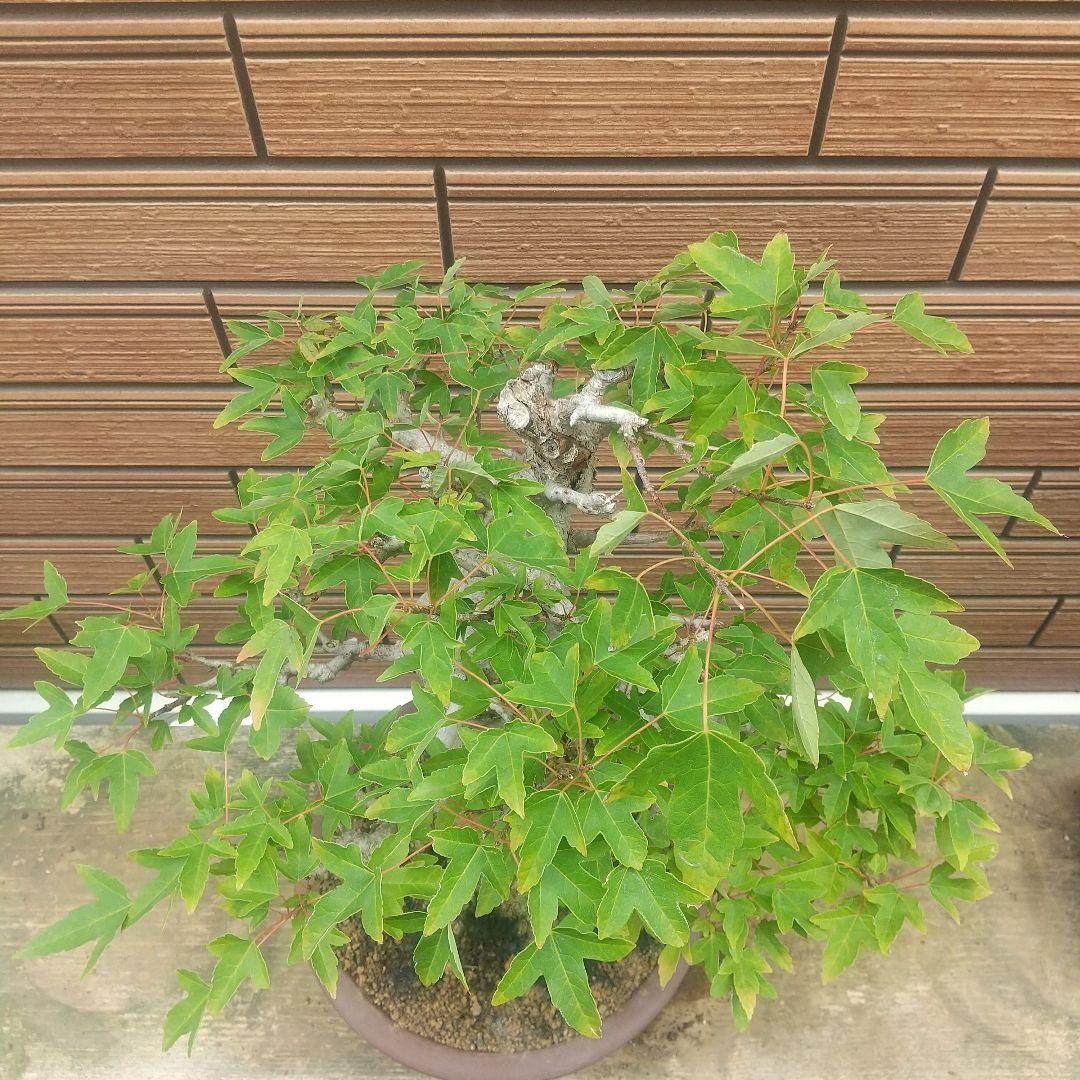 ※盆栽カエデ/中品盆栽/足元の根張と太く曲がった極太幹の盆栽(落葉しました)