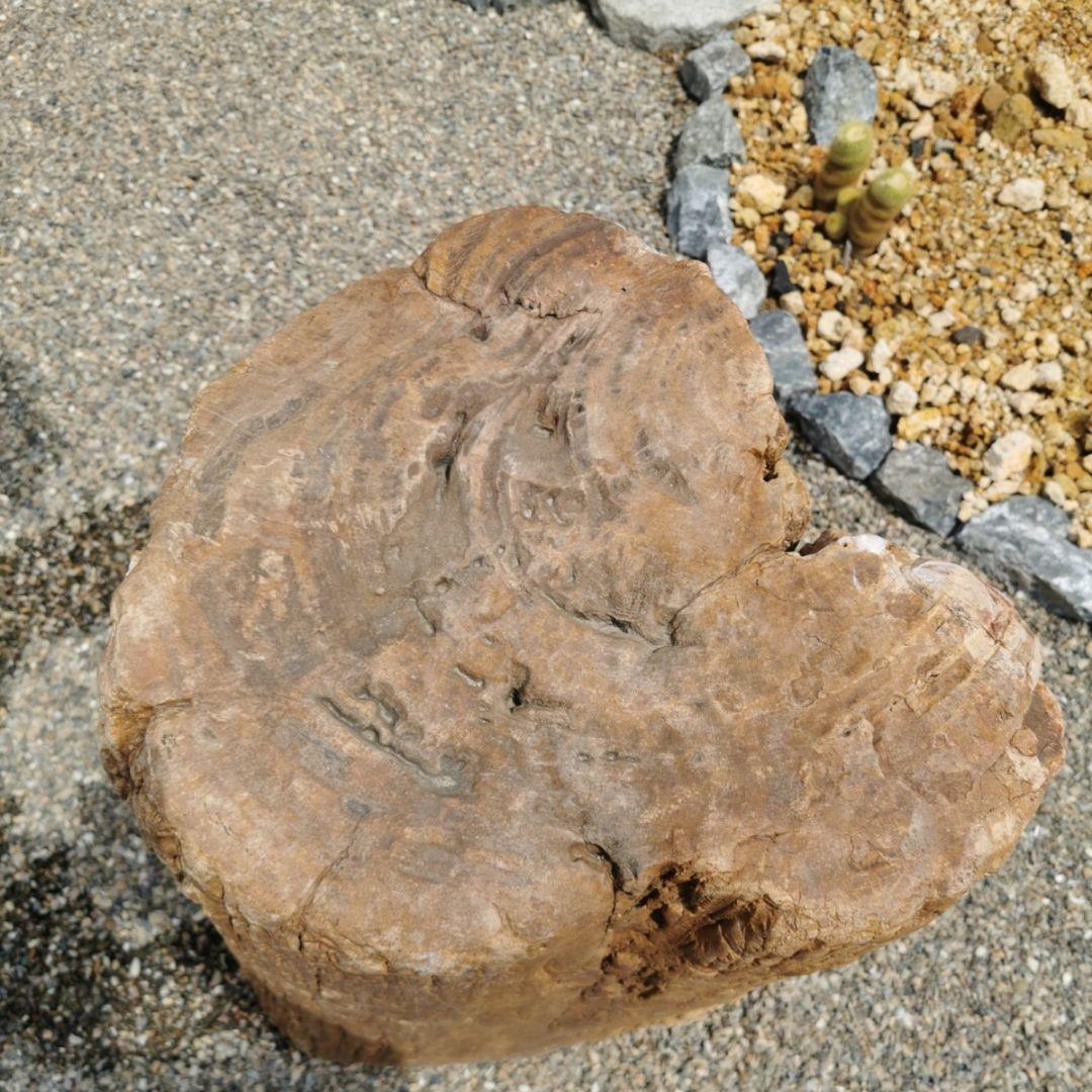 インドネシア産　珪化木　297キロ　木化石　庭石　石　鑑賞石　置物　オブジェ