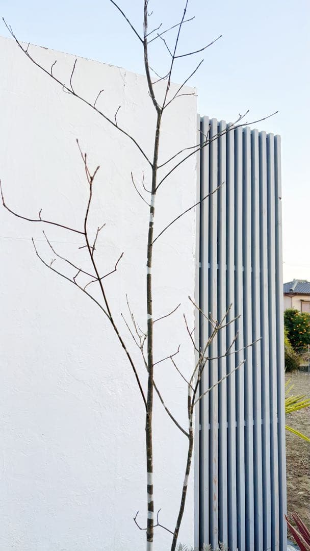 美斑紋。美形 山採りアオダモ3.4M(鉢底から)品番A