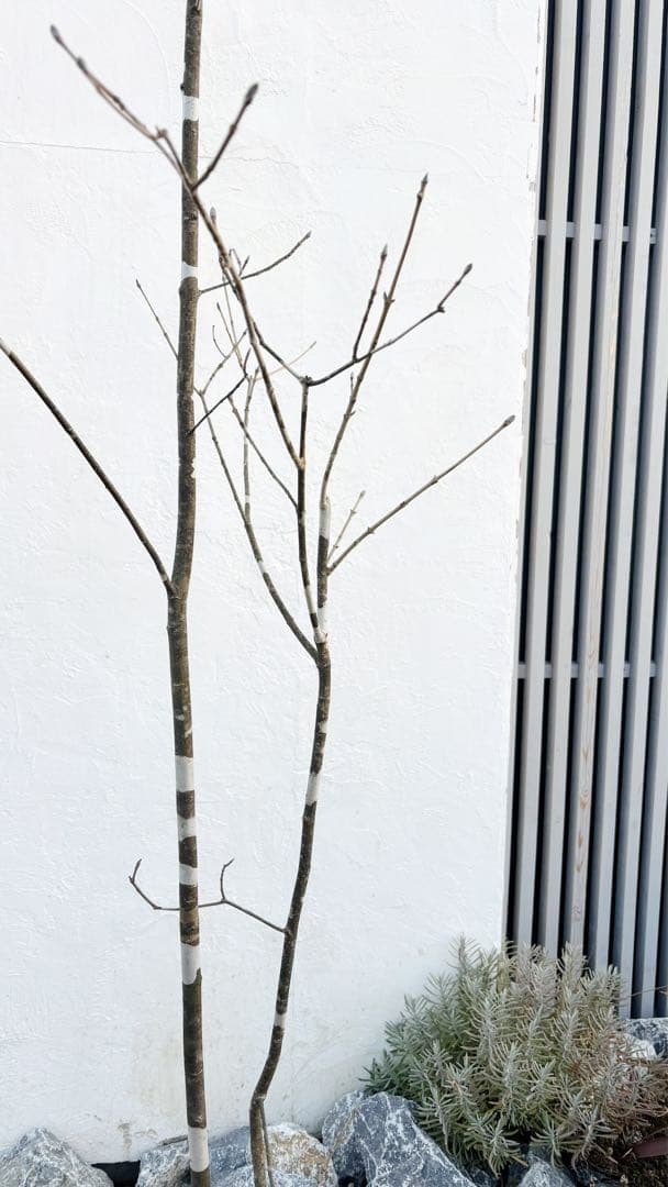 美斑紋。美形 山採りアオダモ3.4M(鉢底から)品番A