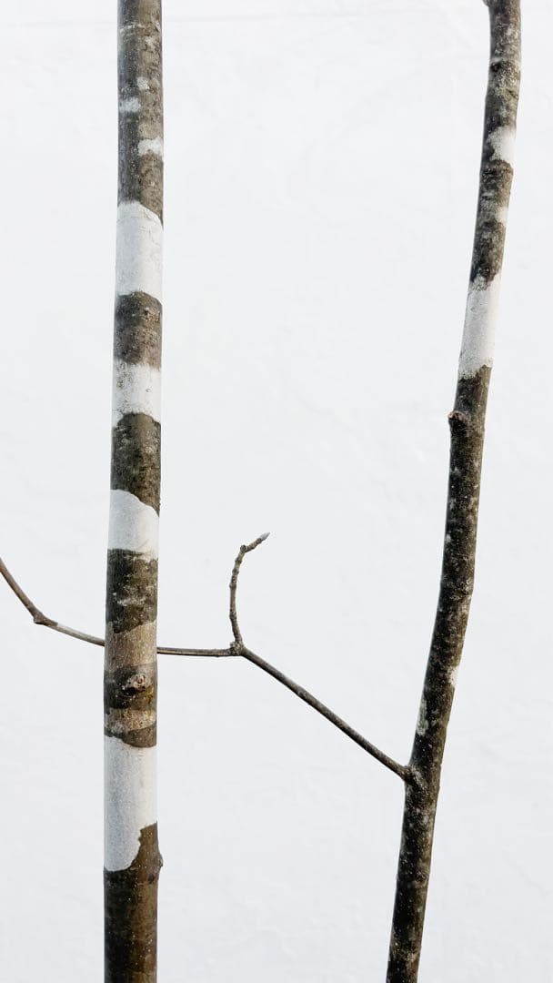 美斑紋。美形 山採りアオダモ3.4M(鉢底から)品番A