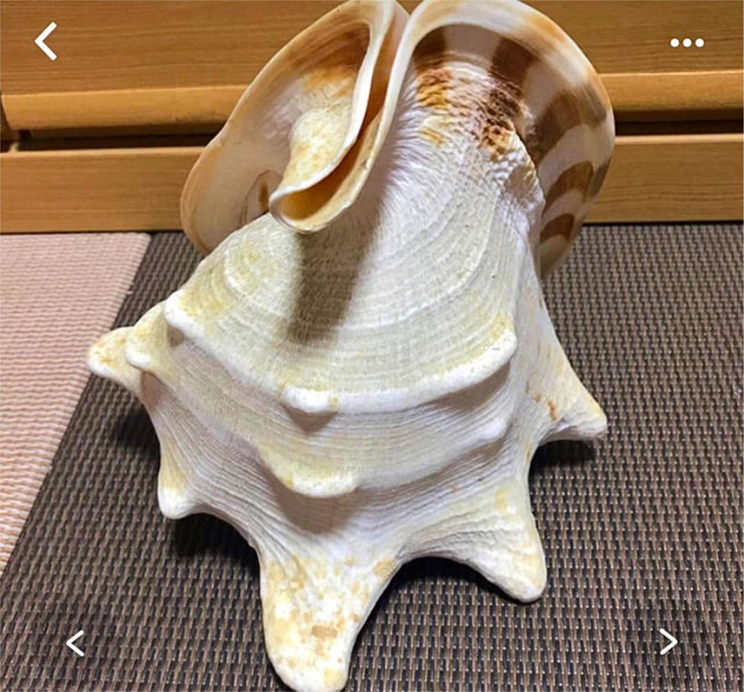 貝