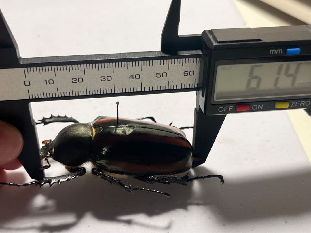 【手長黄金最高峰】セスジドウナガテナガコガネ ♀標本 プラチナコガネ