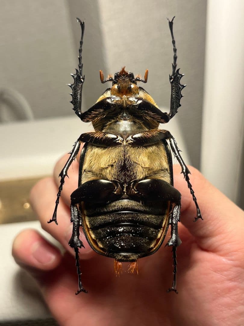 【手長黄金最高峰】セスジドウナガテナガコガネ ♀標本 プラチナコガネ