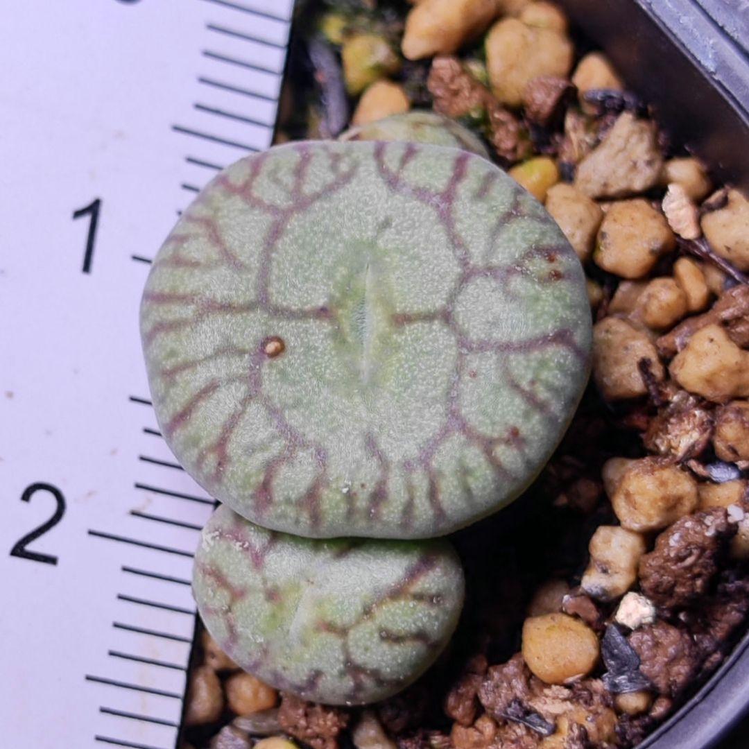 コノフィツム 実生 八重垣姫×ウィッテベルゲンセ 特選②