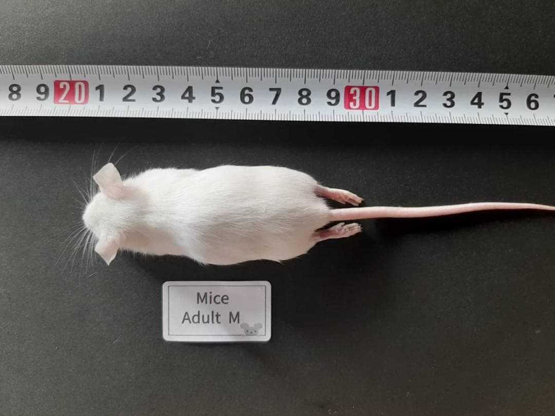 国産冷凍マウス アダルトM 50匹(一部地域発送不可)