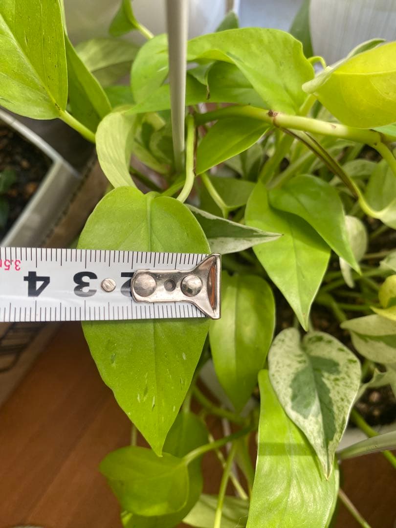 ポトスの寄せ植え　ライムコンパクト(チリ斑)＆エクセレント