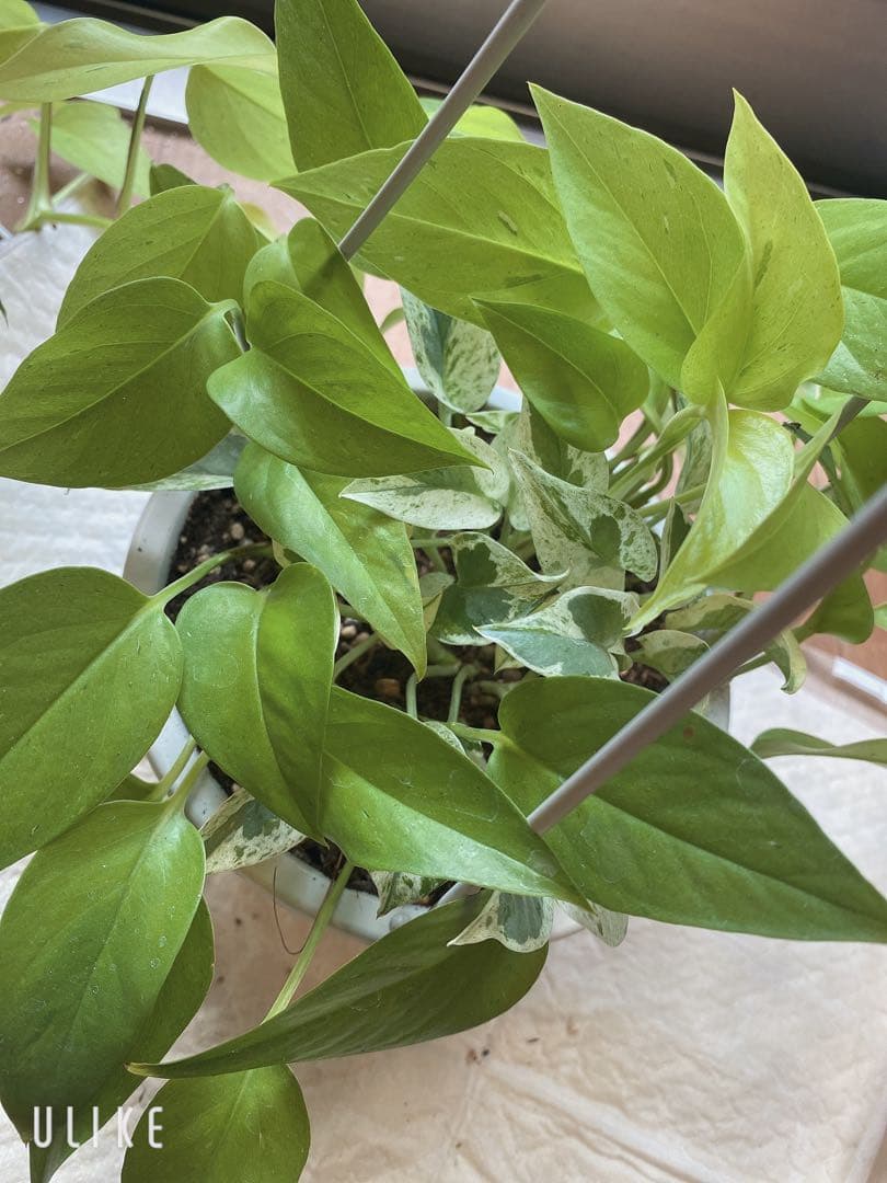 ポトスの寄せ植え　ライムコンパクト(チリ斑)＆エクセレント