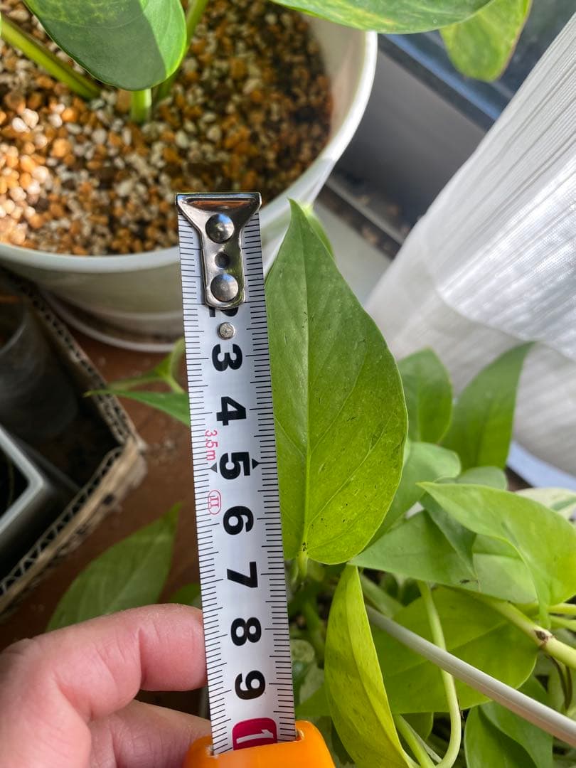 ポトスの寄せ植え　ライムコンパクト(チリ斑)＆エクセレント