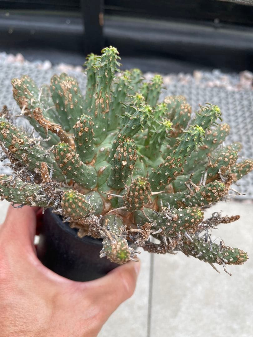 ユーフォルビア フスカ Euphorbia fusca