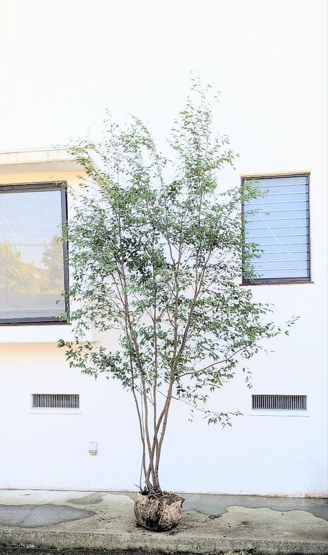 3.3m！至高の山採りハイノキ。