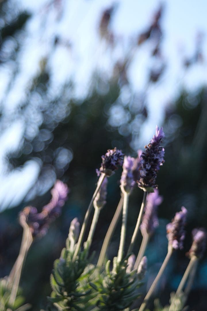 PENTACON PRAKTICAR 50mm f2.4レンズ