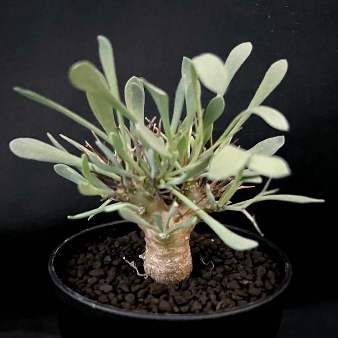 サルコカウロン ペニクリナム ユーフォルビオイデス カカリオイデス 激安セット