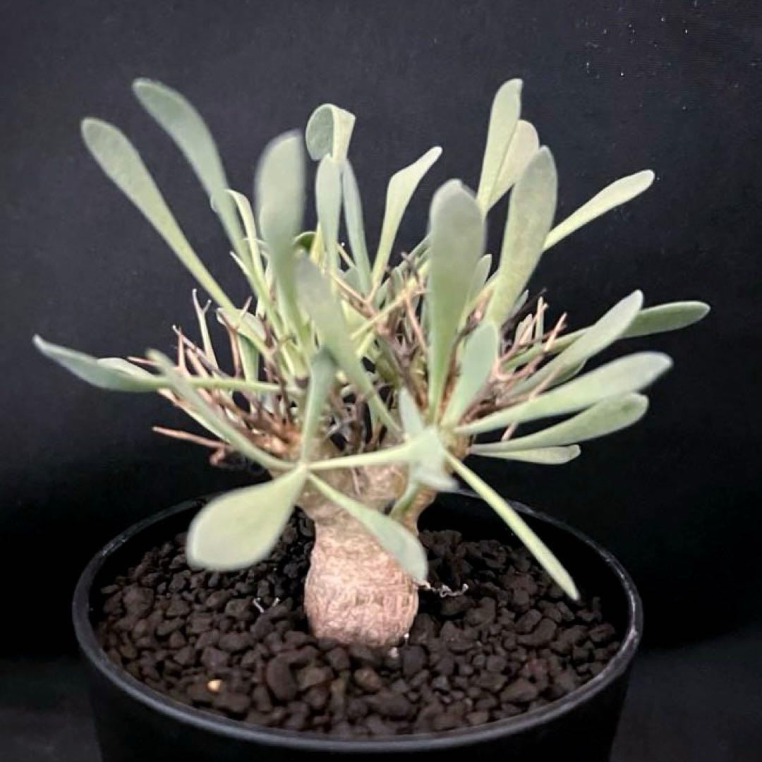 サルコカウロン ペニクリナム ユーフォルビオイデス カカリオイデス 激安セット