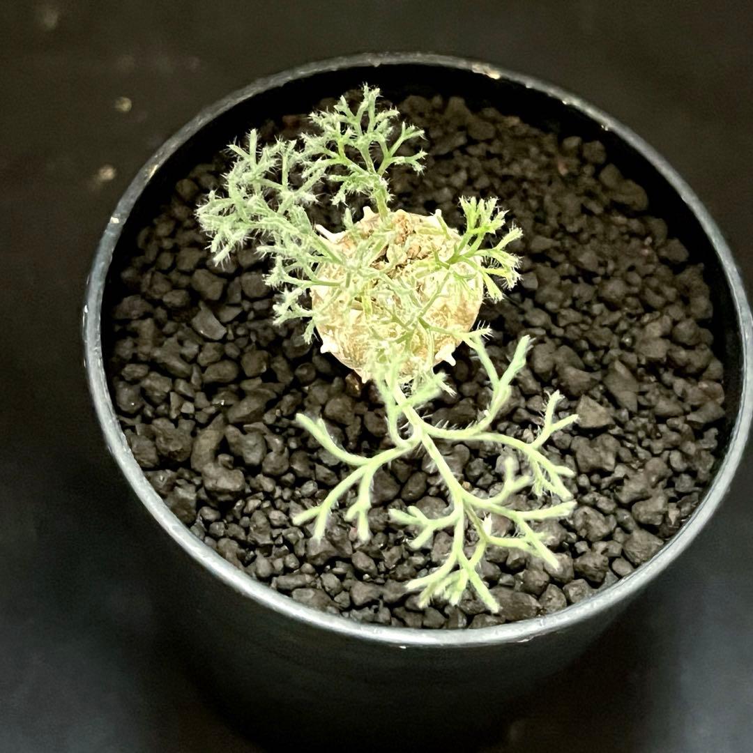 サルコカウロン ペニクリナム ユーフォルビオイデス カカリオイデス 激安セット