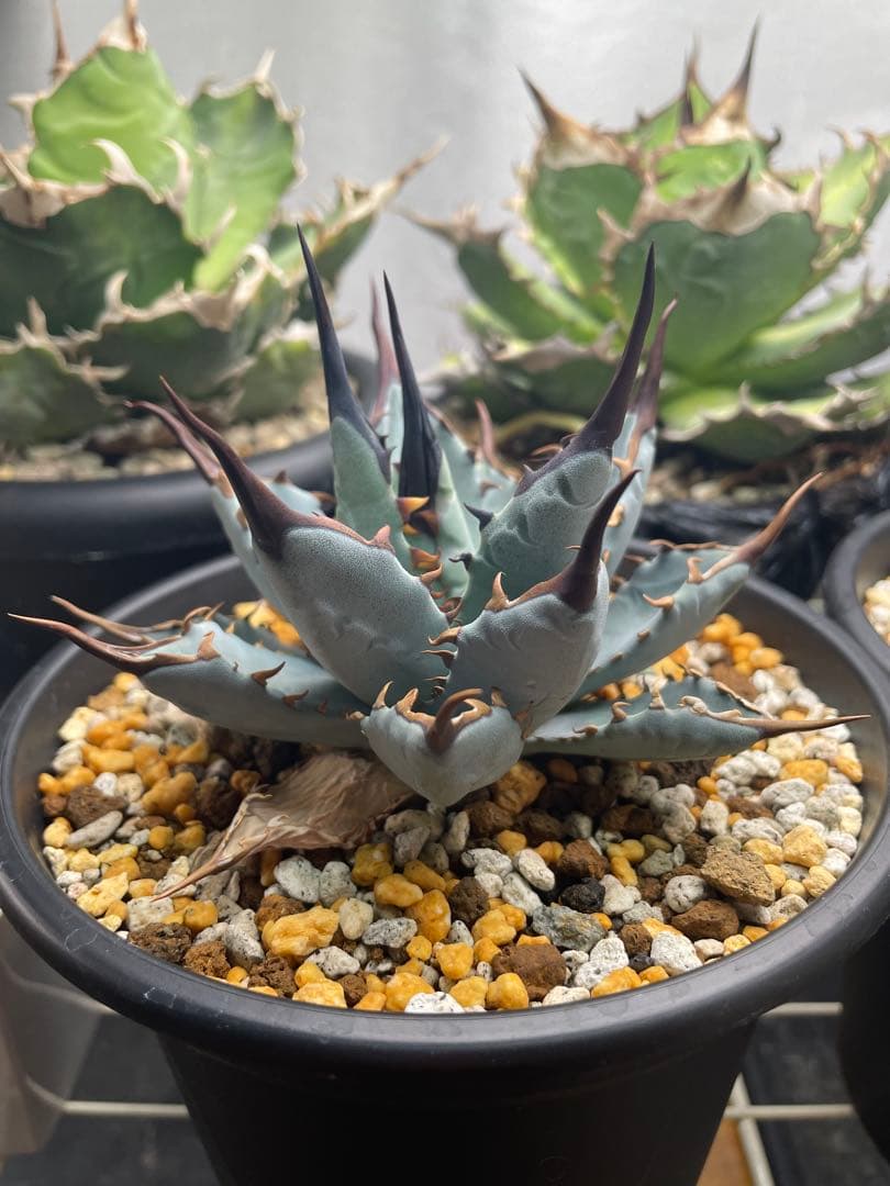 エボリスピナ×BB（ブラックアンドブルー）