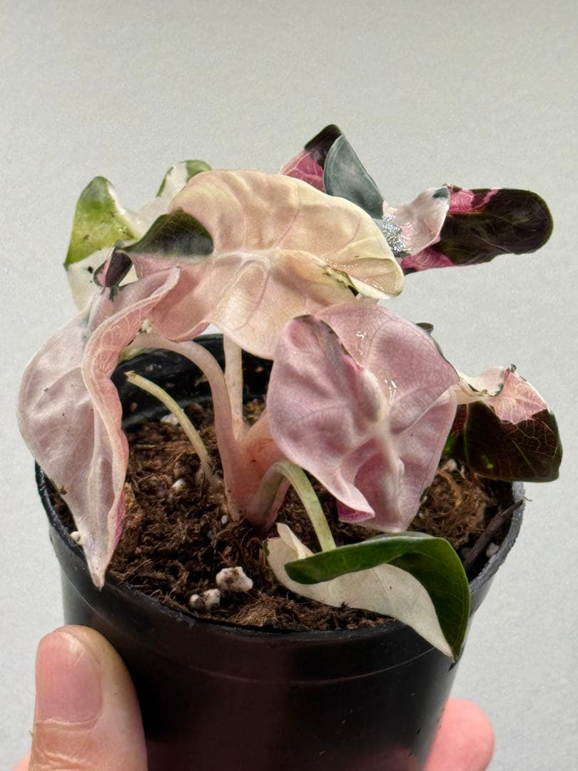 【超レア】アロカシア ハートバルーンピンク 斑入り