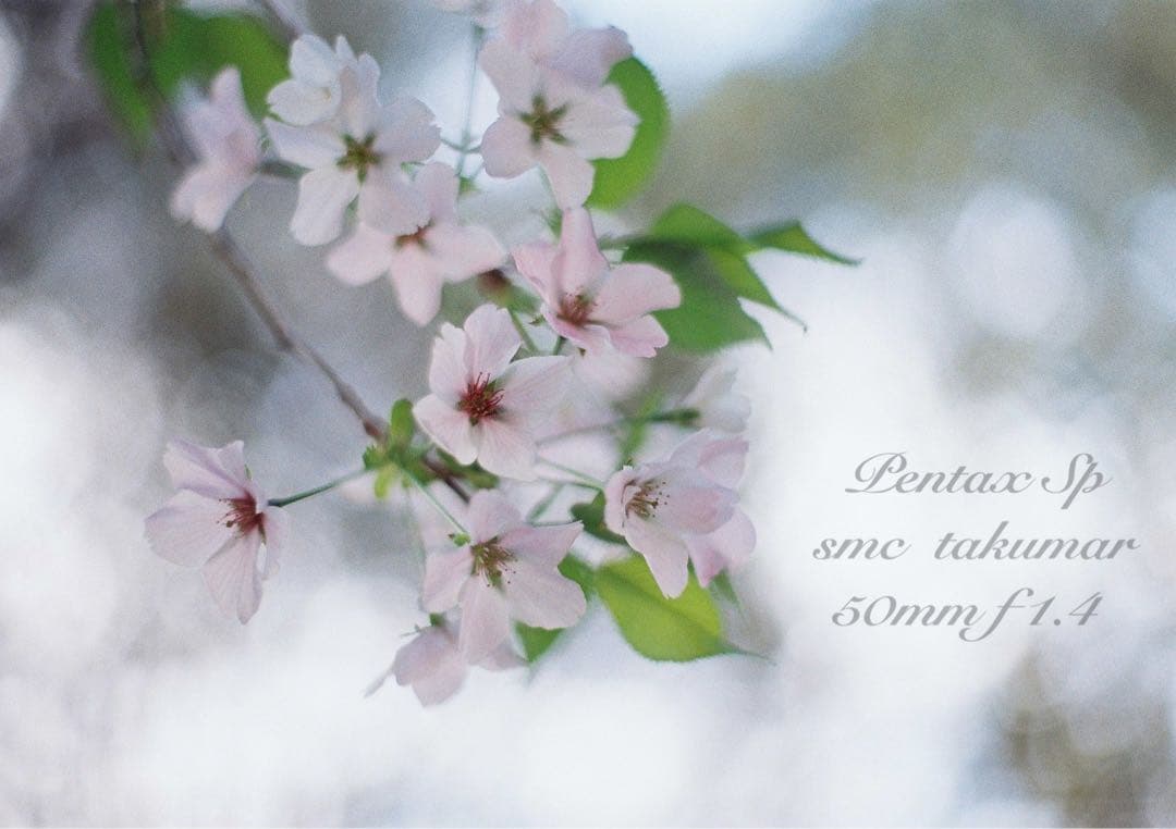 ★完動品＊美品★pentax sp★smc f1.4★初期保証＊作例必見